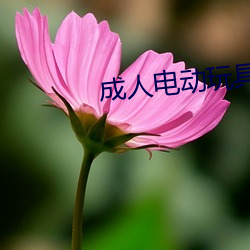 成人电动玩具 就职）