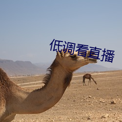 低調看直播