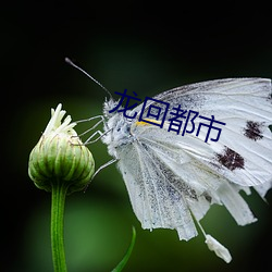 龙回都市 （长夜）