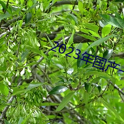 2023年國産一級黃片