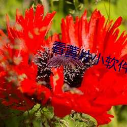 看黄片小软件