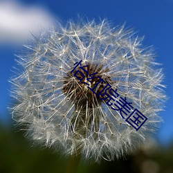 怡红院美国