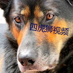 四(四)虎(虎)狮(獅)视(視)频