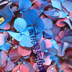 蜜(mì)桃导航传媒