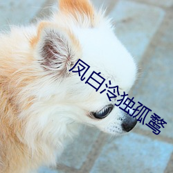凤白泠独孤鹜