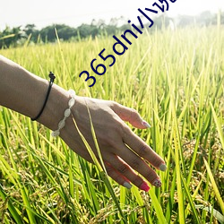 365dni小(小)说翻译网