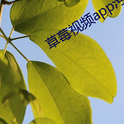 草莓视频app污最新