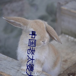 中(zhōng)国老太婆(pó)大bbbbbbbbb