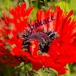 bakacc