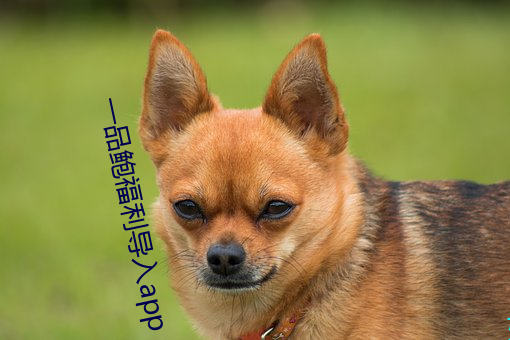 一(yī)品鲍福利导入app
