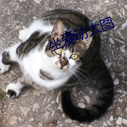 坐爱动太图 （随波逐尘��