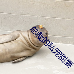 总裁的私宠甜妻 （计无返顾）