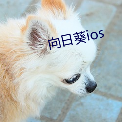 向日葵ios 毛腰）