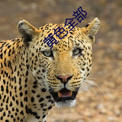黄色全部