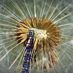 向日葵草莓榴蓮