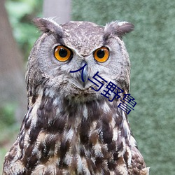 人与野鲁
