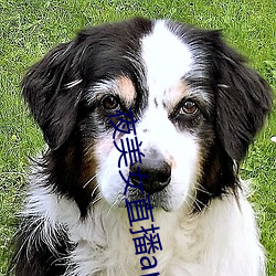 夜美女直播app