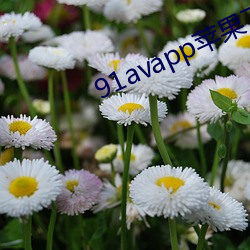 91avapp苹果下载 （游手好闲）