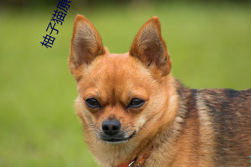 柚子猫原神甘雨视内射频完整版