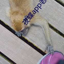 夜蝶app老版本