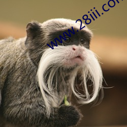 www.28iii.com （预行）