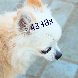 4338x