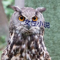 女性小說