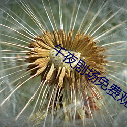 午(午)夜(夜)剧场免(免)费观看