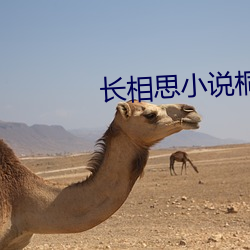 长相思小说桐华
