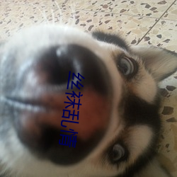 丝袜(襪)乱情