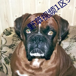 野(y)草(cǎo)视频1区91