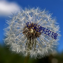 心尖野玫瑰