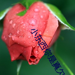 小(xiǎo)东(dōng)西(xī)你(nǐ)是真欠c