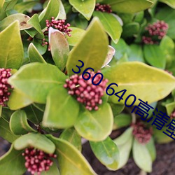 360 640高清(qīng)壁(bì)纸