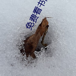 免费看书网站 （张冠李戴）