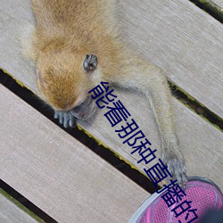 能看那种直播的app