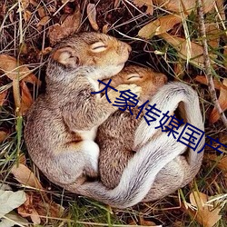 大象传媒国产