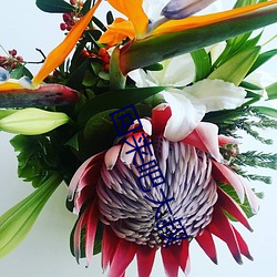 回来(lái)吧大叔