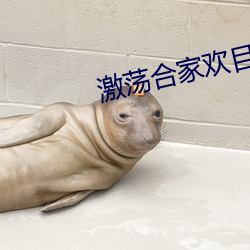 激荡合家欢目录
