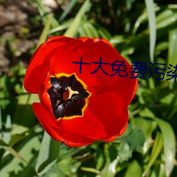 十大免费污染件