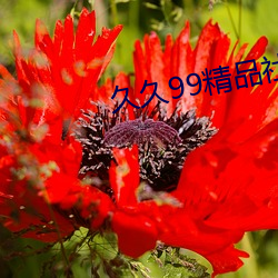 久久(jiǔ)99精品社区(qū)