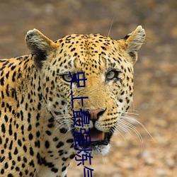 史上最强炼气期免费