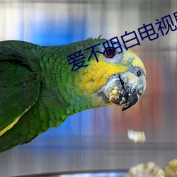 爱不明确电视剧