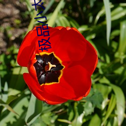 極品小太監