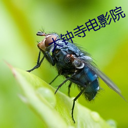 大钟寺电(diàn)影(yǐng)院