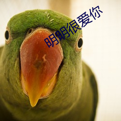 明明很爱你(你)