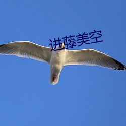 进藤美空