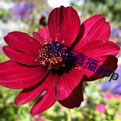 姬菲直播app下载(載)