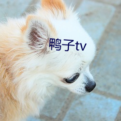 鸭子tv