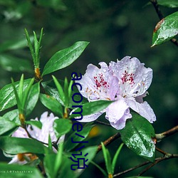 acome小说 （夸父逐日